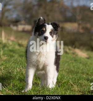 Border Collie puppy in un campo, cercando carino in una verde erbosa del campo degli agricoltori Foto Stock