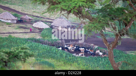 Un guerriero Masai passeggiate verso le malghe di un boma come il suo bestiame stand in una penna vicino. Parco Nazionale del Serengeti, Tanzania Foto Stock