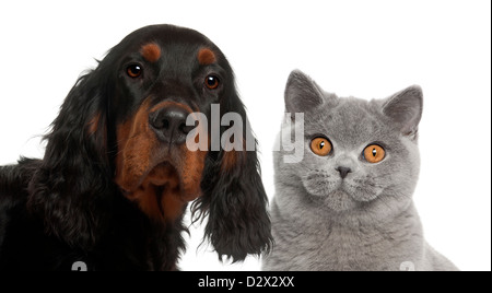 Close-up di Gordon Setter cucciolo, 6 mesi di età e British Shorthair contro uno sfondo bianco Foto Stock