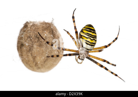 Wasp Spider, Argiope bruennichi, appeso accanto al suo sacco uovo contro uno sfondo bianco Foto Stock