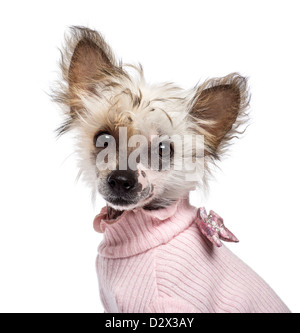 Crested cinese cucciolo, 4 mesi di età, vestita in rosa e guardando la telecamera contro uno sfondo bianco Foto Stock