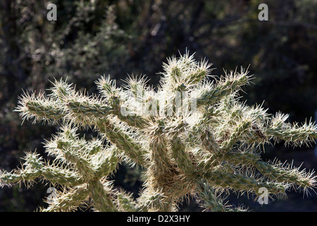 La Staghorn Cholla cactus Saguaro in N.P, Arizona, Stati Uniti d'America Foto Stock