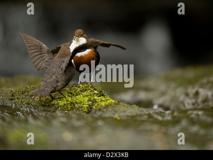 Campionatori a immersione Cinclus cinclus. Coppia di bilancieri con ali fuori saluto ogni altro, su una roccia che scorre veloce sul fiume con il cibo nel becco. Foto Stock