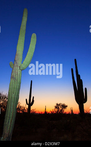 Crepuscolo in Saguaro N.P. , Arizona, Stati Uniti d'America Foto Stock