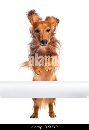 Bassotto, 4 anni, saltando su un tubo bianco davanti a uno sfondo bianco Foto Stock