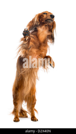 Bassotto, 4 anni, sulle zampe posteriori, appoggiata contro il vetro nella parte anteriore del fondo bianco Foto Stock
