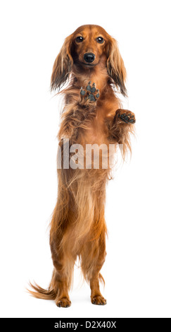 Bassotto, 4 anni, sulle zampe posteriori, appoggiata contro il vetro nella parte anteriore del fondo bianco Foto Stock