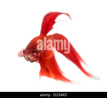 Vista frontale di un siamese fighting fish, Betta splendens, contro uno sfondo bianco Foto Stock