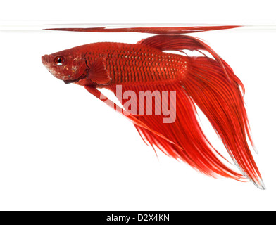 Vista laterale di un siamese fighting fish, Betta splendens, contro uno sfondo bianco Foto Stock