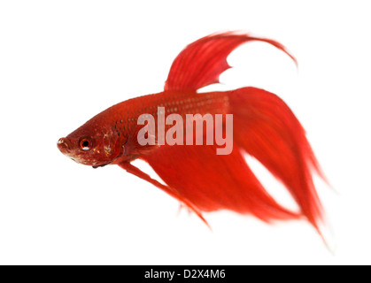 Vista laterale di un siamese fighting fish, Betta splendens, contro uno sfondo bianco Foto Stock