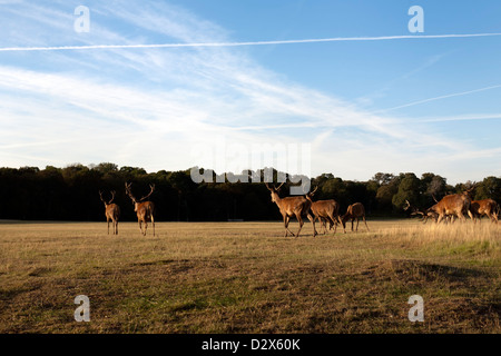 Allevamento di cervi a Richmond Park. Si tratta di un 9,55 km2 Park a Londra e il più grande dei parchi reali nella capitale inglese Foto Stock