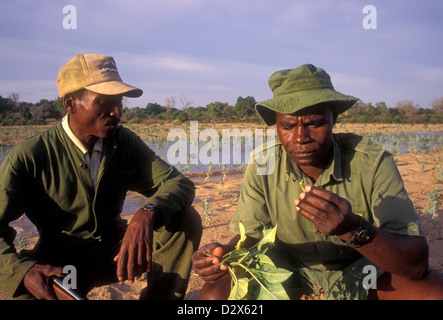 Kenneth Manyangadze, tracking Rinoceronte nero spoor, salvare Valley Wildlife Conservancy, villaggio di Mahenye, Zimbabwe Africa Foto Stock