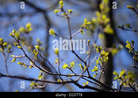 Il Werder, Germania, boccioli di fiore di una quercia in primavera Foto Stock