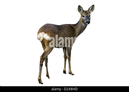 Il capriolo (femmina) profilo permanente isolato Foto Stock