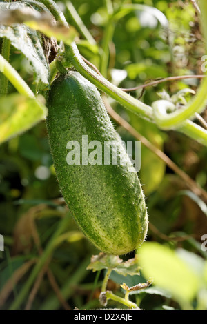 Mature cetriolo sulla vite in un letto giardino. Foto Stock