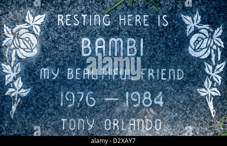 Febbraio 03, 2013 - Calabasas, CA, US - migliaia di animali domestici sono sepolti presso il Los Angeles Pet Memorial Park circa il 80% sono entrambi i cani o i gatti, ma il cimitero contiene anche i resti di cavalli, llama, uccelli, vaso panciuto maiali e scimmie ragno. Tra gli animali più famosi interrato ci sono il Lone Ranger del cavallo della 'Silver', il Little Rascals " cane " Petey " e "Tawny", MGM il famoso lion.(Immagine di credito: © Brian Cahn/ZUMAPRESS.com) Foto Stock