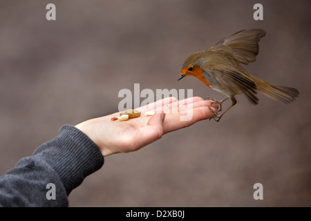 Un Robin atterra su una mano womans di alimentazione sui dadi offerti Foto Stock