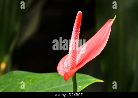 Anthurium fiori Foto Stock