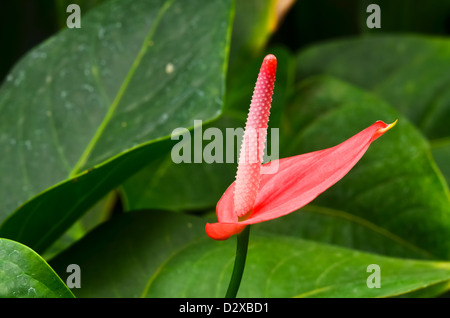 Anthurium fioriture dei fiori Foto Stock