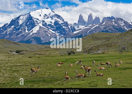 Il guanaco nel Parco Nazionale Torres del Paine, Patagonia, Cile Foto Stock