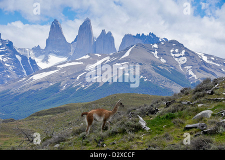 Guanaco davanti a Los Torres, Parco Nazionale Torres del Paine, Patagonia, Cile Foto Stock