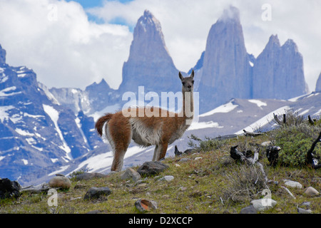 Il guanaco davanti a Los Torres, Parco Nazionale Torres del Paine, Patagonia, Cile Foto Stock