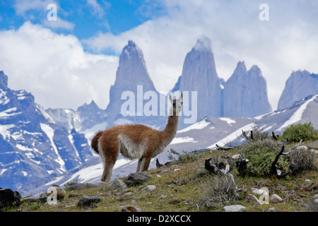 Guanaco davanti a Los Torres, Parco Nazionale Torres del Paine, Patagonia, Cile Foto Stock