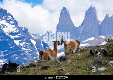 Il guanaco davanti a Los Torres, Parco Nazionale Torres del Paine, Patagonia, Cile Foto Stock