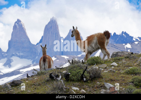 Il guanaco davanti a Los Torres, Parco Nazionale Torres del Paine, Patagonia, Cile Foto Stock