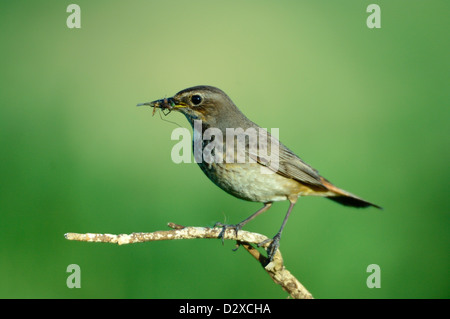 Blaukehlchen, Weibchen (Luscinia svecica) Blu di gola, femmina • Bayern, Deutschland Foto Stock