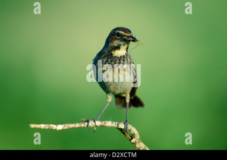 Blaukehlchen, Weibchen (Luscinia svecica) Blu di gola, femmina • Bayern, Deutschland Foto Stock