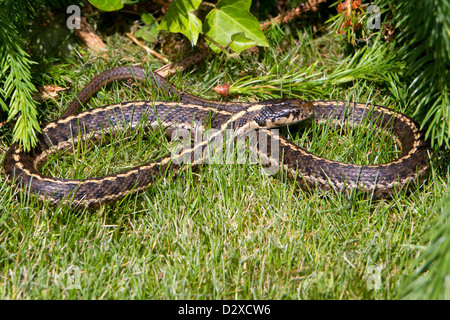 Common Garter Snake (Thamnophis sirtalis) in erba nel giardino di Nanaimo, Isola di Vancouver, BC, Canada in giugno Foto Stock