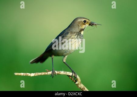 Blaukehlchen, Weibchen (Luscinia svecica) Blu di gola, femmina • Bayern, Deutschland Foto Stock