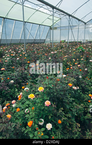 Le rose che crescono in polytunnel sul fiore commerciale agriturismo, ad Arusha, in Tanzania. Foto Stock