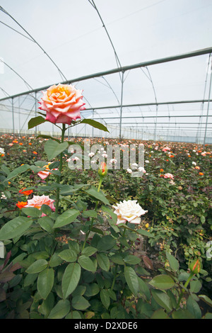 Le rose che crescono in polytunnel sul fiore commerciale agriturismo, ad Arusha, in Tanzania. Foto Stock