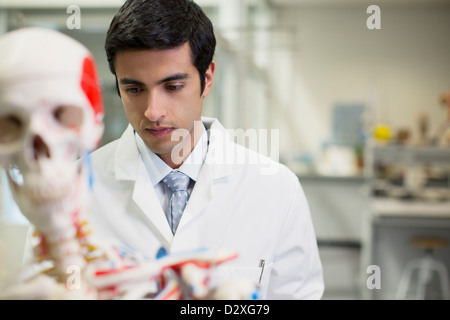 Scienziato con modello anatomico in laboratorio Foto Stock