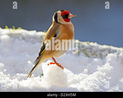 Unione cardellino appollaiato sulla neve Foto Stock