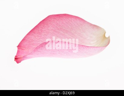 Close up rosa petalo di fiore Foto Stock