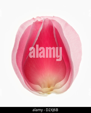Close up di offuscata, rosa petalo di fiore Foto Stock