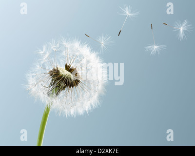 Close up di semi soffiando dal dente di leone su sfondo blu Foto Stock