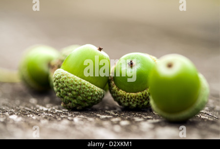 Un piccolo gruppo di verdi maturi Ghiande di quercia o dadi, nei loro gusci e giacenti su di un tavolo di legno Foto Stock