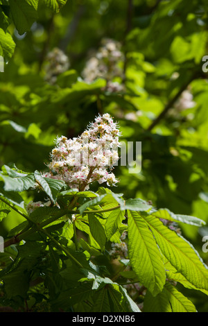 Ippocastani che fiorisce in primavera Inghilterra Foto Stock
