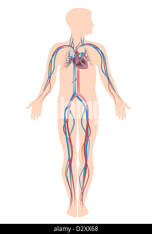 Umano sistema di circolazione Foto Stock