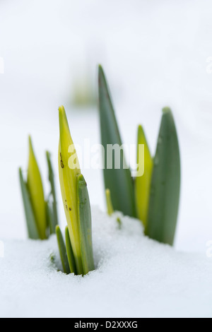 Giunchiglie in neve; Regno Unito Foto Stock