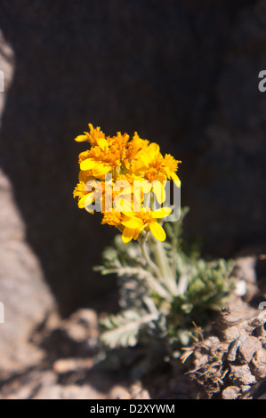 Artemisia glacialis,Hautes Alpes, Francia Foto Stock