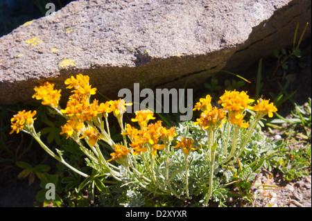 Artemisia glacialis,Hautes Alpes, Francia Foto Stock