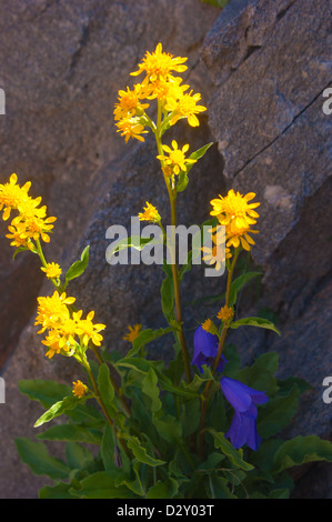 Artemisia glacialis,Hautes Alpes, Francia Foto Stock