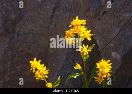 Artemisia glacialis,Hautes Alpes, Francia Foto Stock