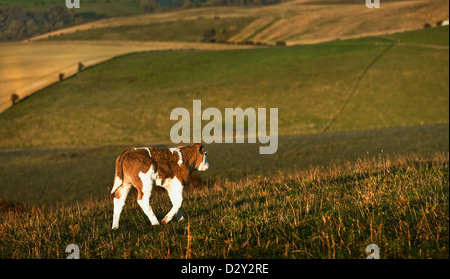 Una vacca sulla South Downs con prateria erbosa e nel tardo pomeriggio la luce in East Sussex England Regno Unito Foto Stock