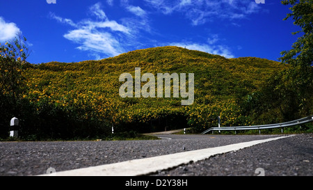 Strada di Montagna a girasole messicano campo di erbacce, Mae Hong Son, Thailandia. Foto Stock